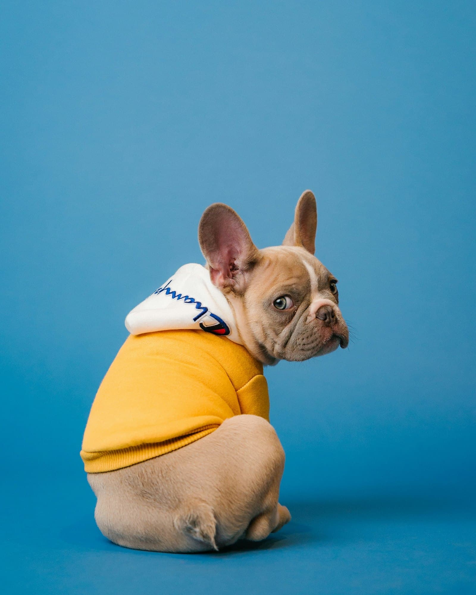 Pet portraits